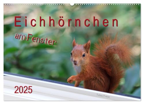 Eichhörnchen am Fenster (Wandkalender 2025 DIN A2 quer), CALVENDO Monatskalender von CALVENDO