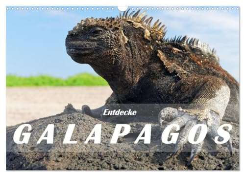 Entdecke Galapagos (Wandkalender 2025 DIN A3 quer), CALVENDO Monatskalender: Die Einzigartigkeit von Galapagos besteht in der Natur: Wilde ... Vulkane und dazu eine eindrückliche Tierwelt. von Calvendo
