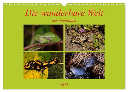 Die wunderbare Welt der Amphibien (Wandkalender 2025 DIN A3 quer), CALVENDO Monatskalender von CALVENDO