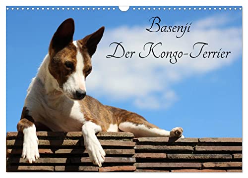 Basenji, der Kongo-Terrier (Wandkalender 2025 DIN A3 quer), CALVENDO Monatskalender von CALVENDO